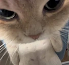 mah emote