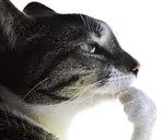 Wisdom emote