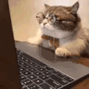 INVESTED animated emote
