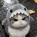 AngySharkKitty emote