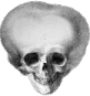 skull_5head emote