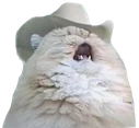 countrycat emote