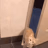 CE_Bye emote