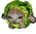 cabbagecatrun emote