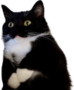 maxwellmortified emote