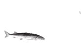 MiniJoel emote