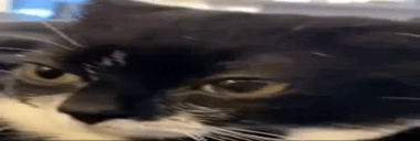 Oooolrite animated emote