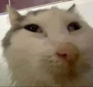 cooked emote