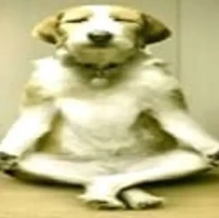 silly_wise_dog emote