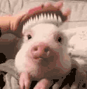 pigBrush animated emote