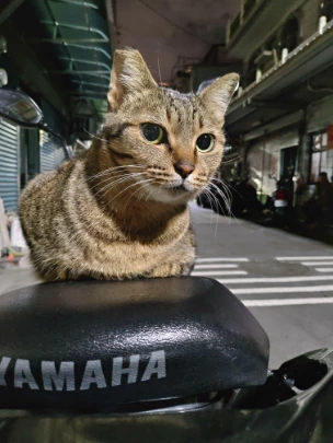 cat emote