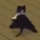 catJAMMERS emote
