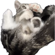 cat1 emote
