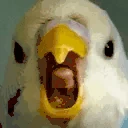 RAGAKEET emote