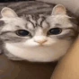 cat_boom emote