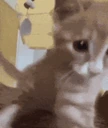 catSlap emote