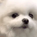 dogHeh emote