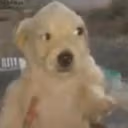 Quepedo emote