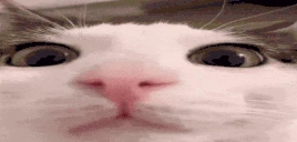 plenk emote