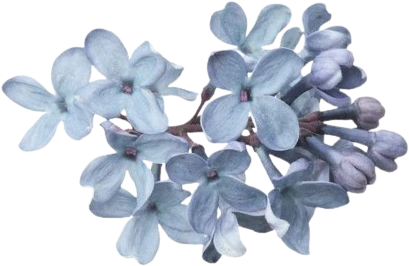 blueflowers emote