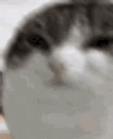 misery emote