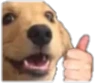 Doggy_like emote