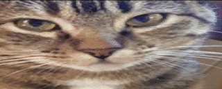 plunk animated emote