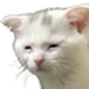 TiredCat emote
