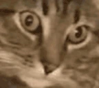 PTSD emote