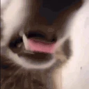 Popipopipipopi emote