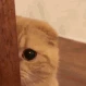 sneakycat emote