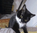 SCHIZO emote