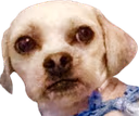 Judging_You emote