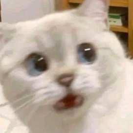 cat_what emote