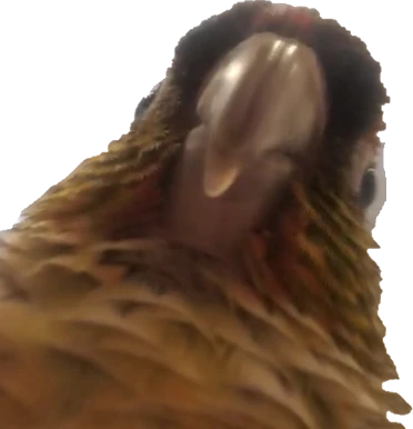 conure emote