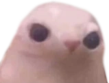 actualbingus emote