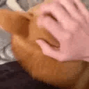 HelloShiba animated emote