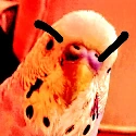 Angry_Birb emote