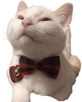 bowtie_fan emote