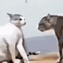 CatFight emote