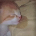 Bedge emote