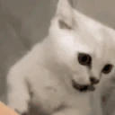 BEGGING emoji