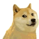 RareDoge emote