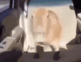 okayipullup emote