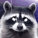 raccNOW emote