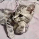 thinkingcat emote