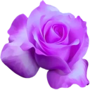 purple_flower emote