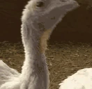 AREYOUABIRD emote