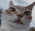 catErming emote