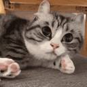 Artemu6 animated emote